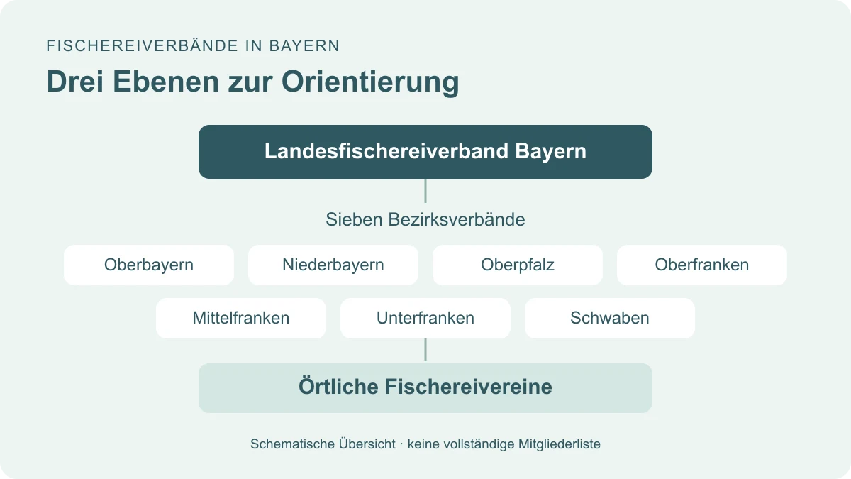 Schematische Übersicht: Landesfischereiverband Bayern, sieben Bezirksverbände und örtliche Fischereivereine